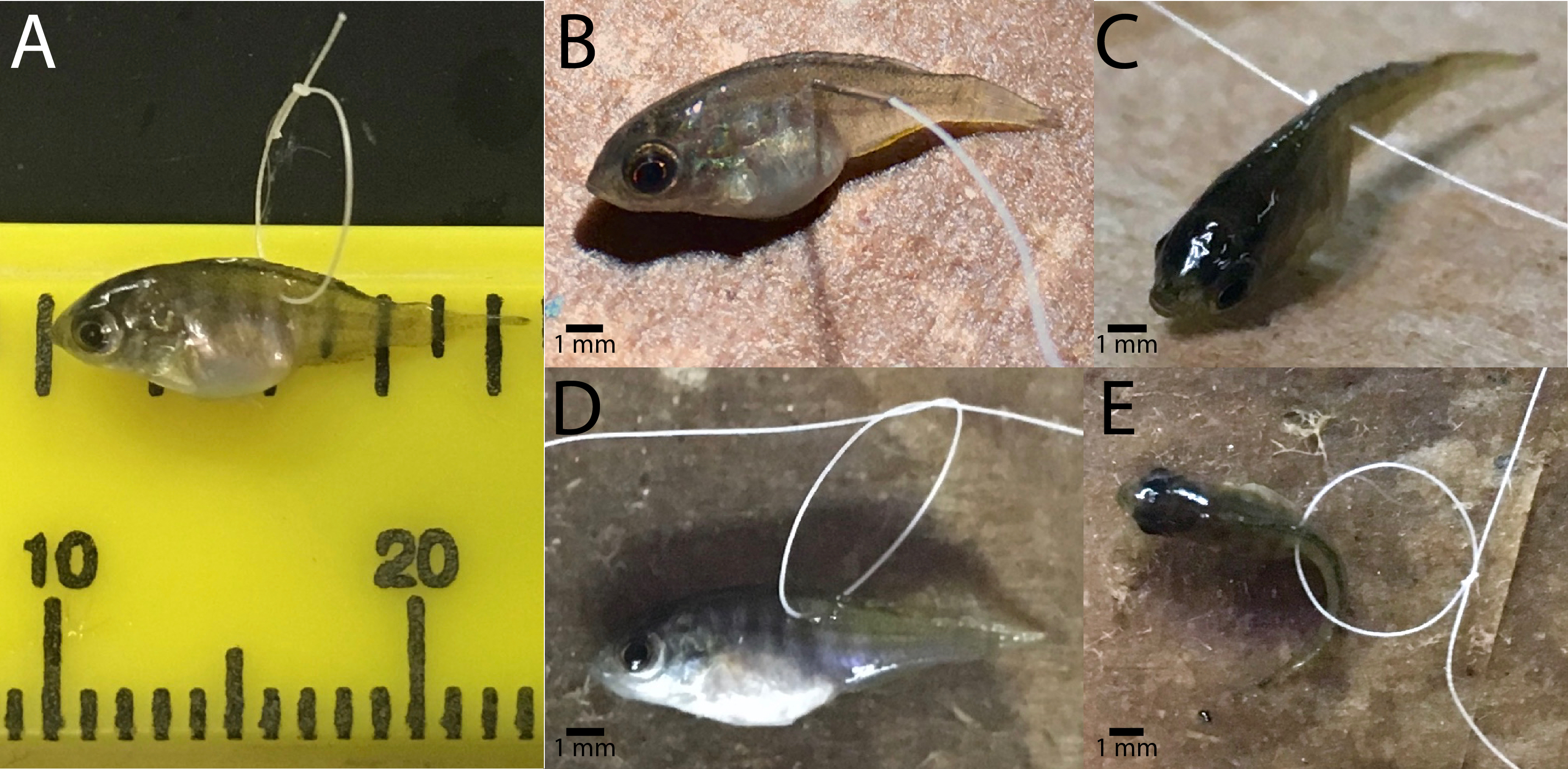figure2_solomon-lane&hofmann